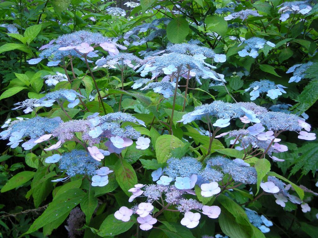 Villa Komakusa Hakuba Esterno foto